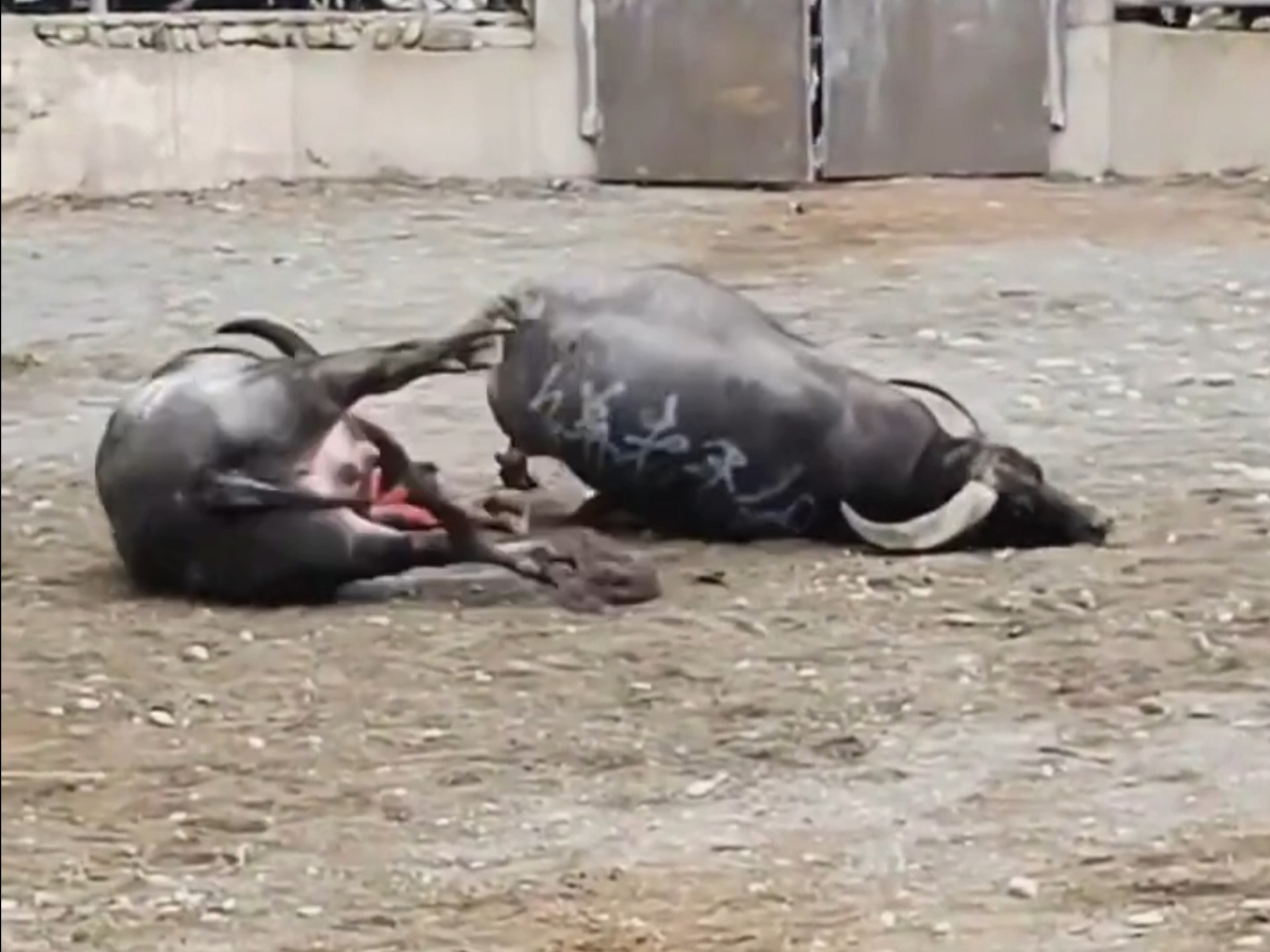 公牛主场不敌雄鹿，遭遇连败的简单介绍