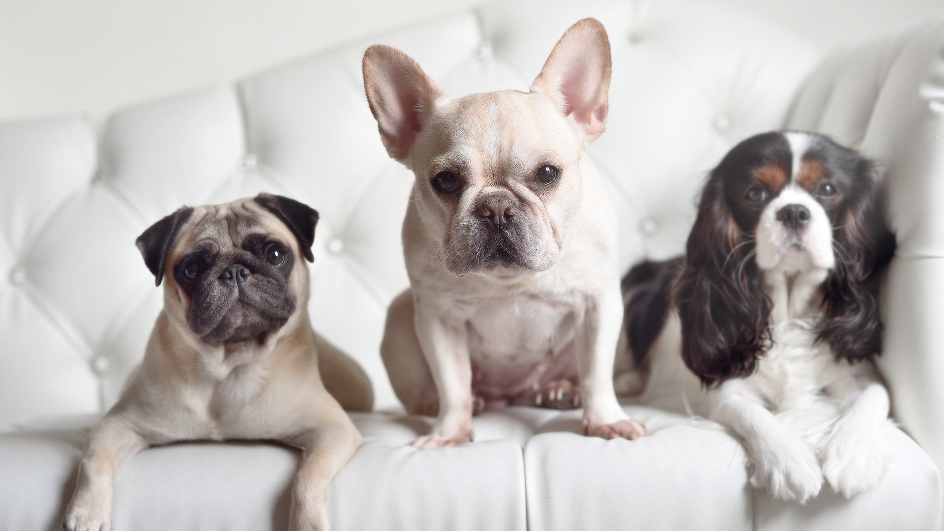 维尼修斯统治全场，奥地利3-1力克日本展现足球艺术