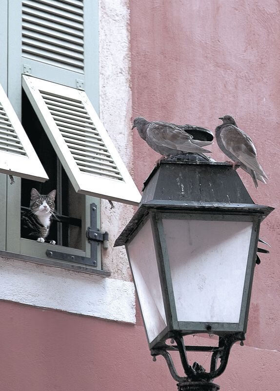 北境风暴vs沙漠之盾,当格纳布里成为突尼斯无解的方程式