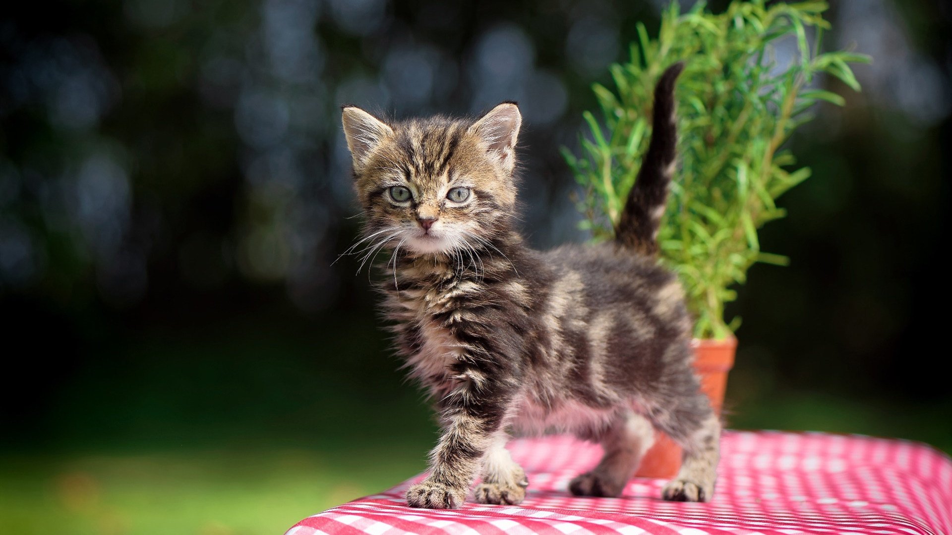 戈贝尔式支柱擎天，吉林队众志成城！决胜局下克上掀翻十一冠王广东宏远