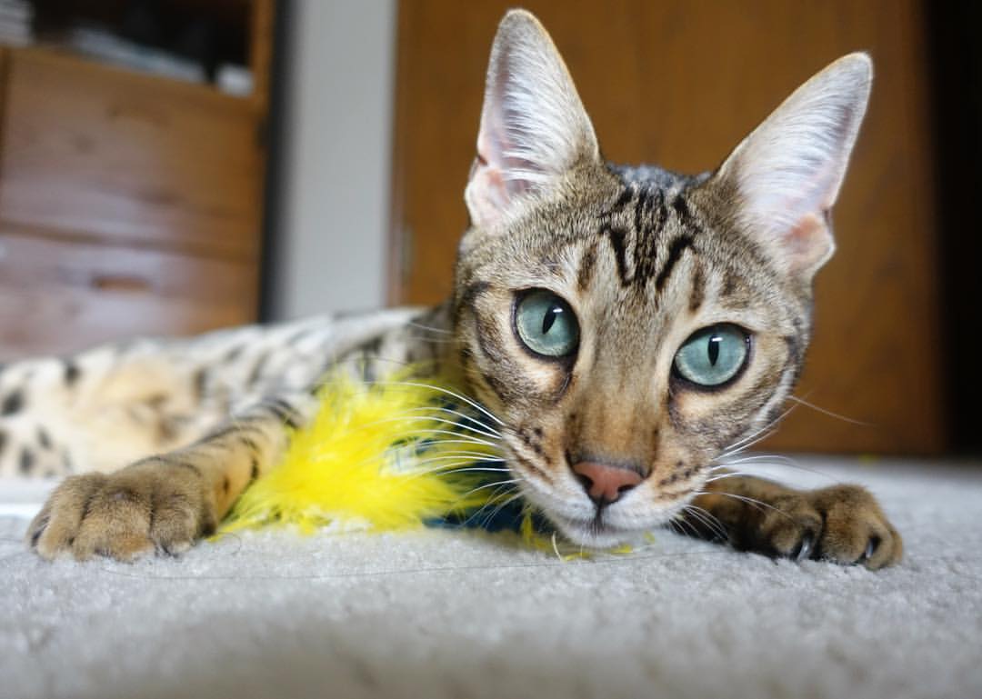 巴黎对阵尼日利亚,拉什福德的关键制胜球,一场友谊赛的荣耀与启示