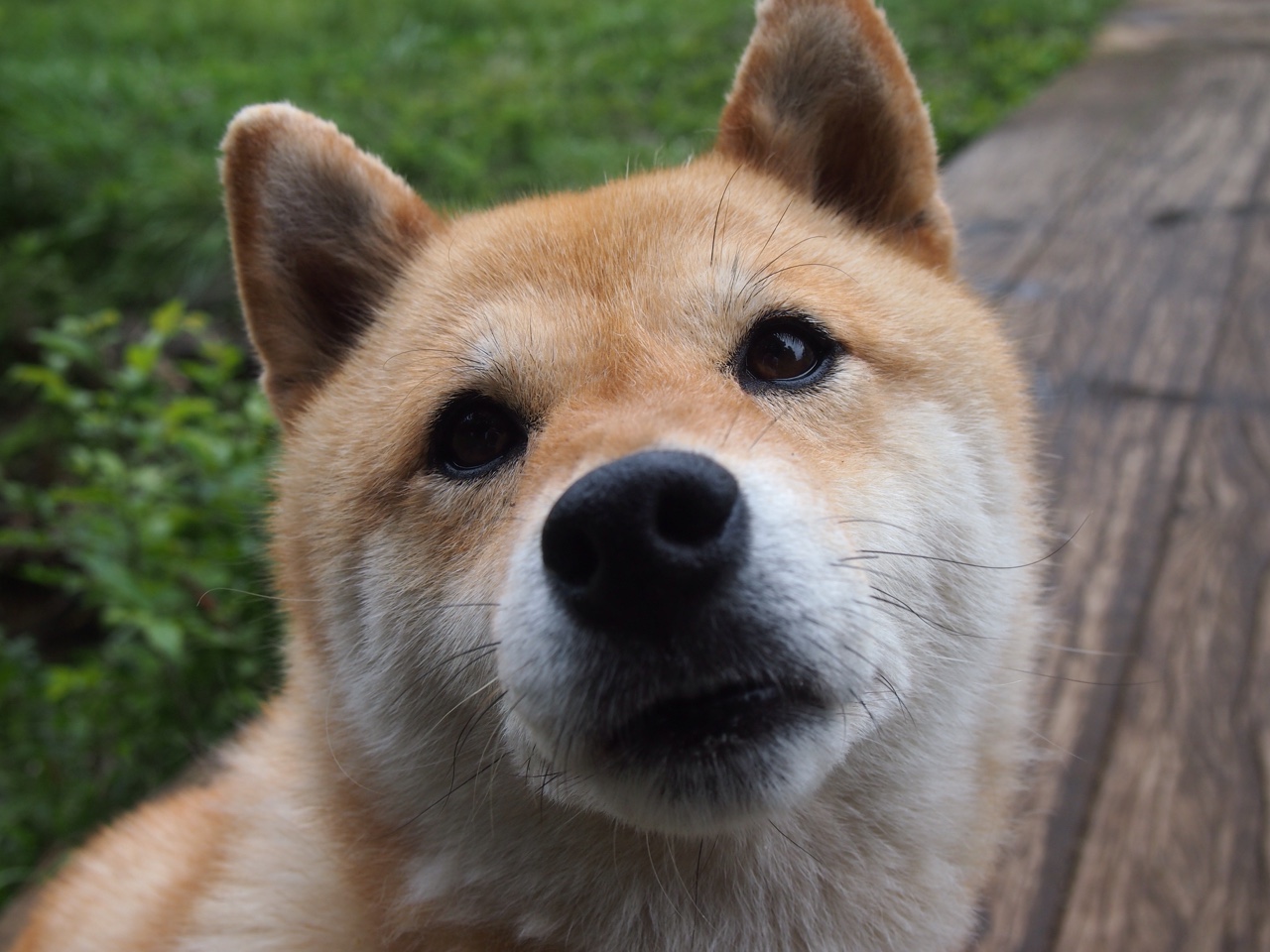 双线争冠,F1赛道的极限拉扯与伯纳乌的战术绞杀