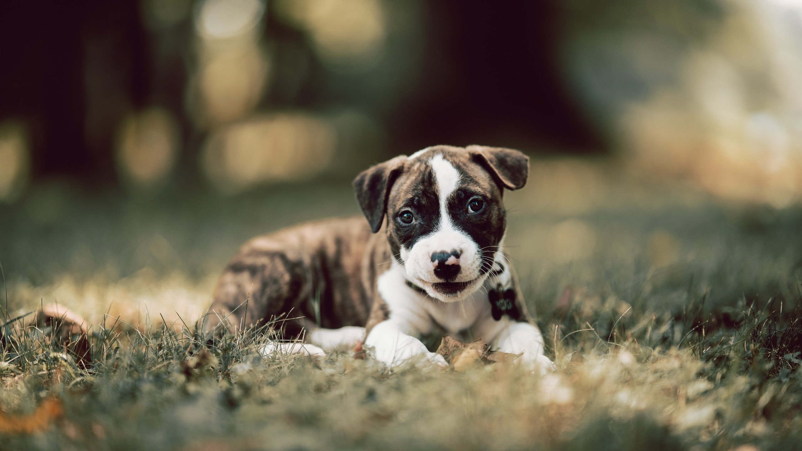 武切维奇如手术刀般精确,活塞轻取深圳队,年度焦点之战见证巨星接管
